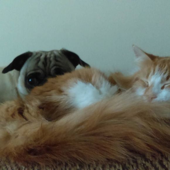 Meet your Posher, Susie - Picture 1 of 1